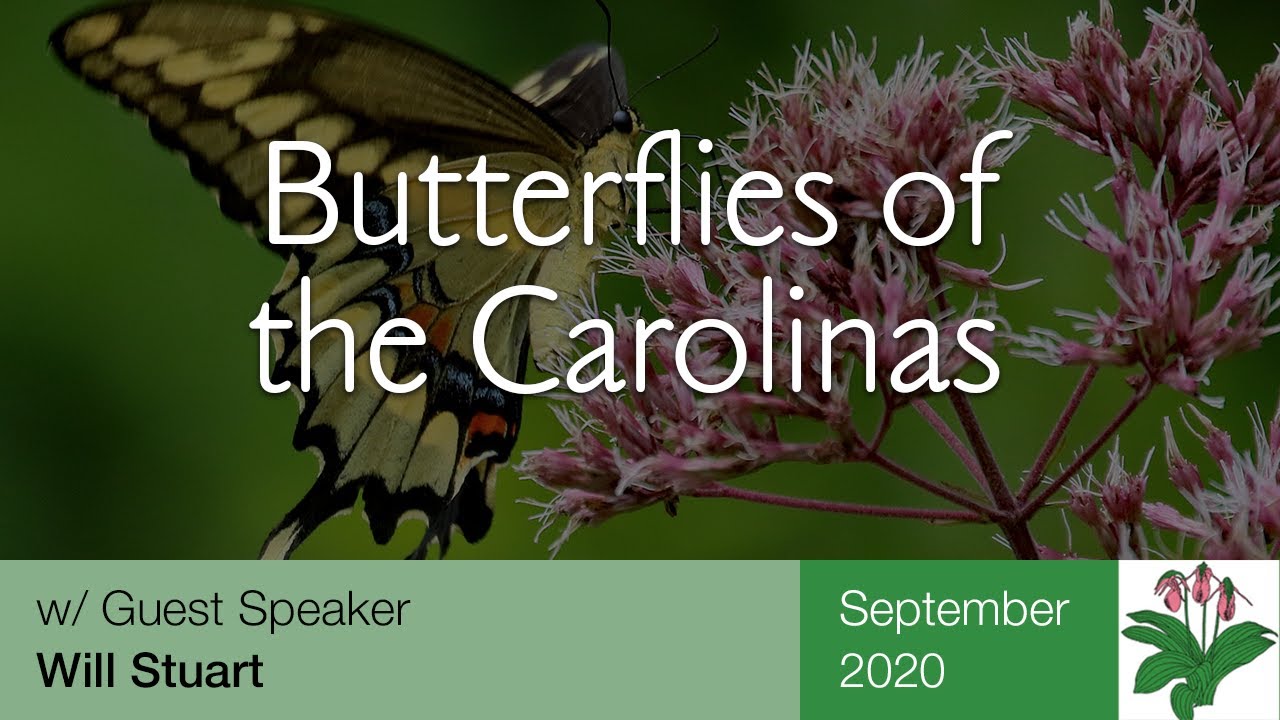 Butterflies of the Carolinas -- Will Stuart discusses North Carolina butterflies and  native plants