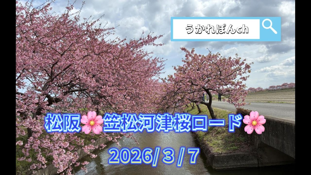 笠松河津桜ロード