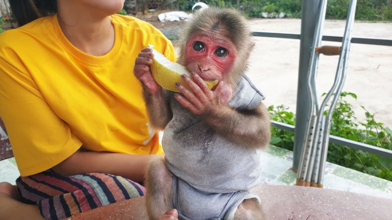 Looks so adorable!!! Baby monkey is satisfied with the daily fruit mom buys