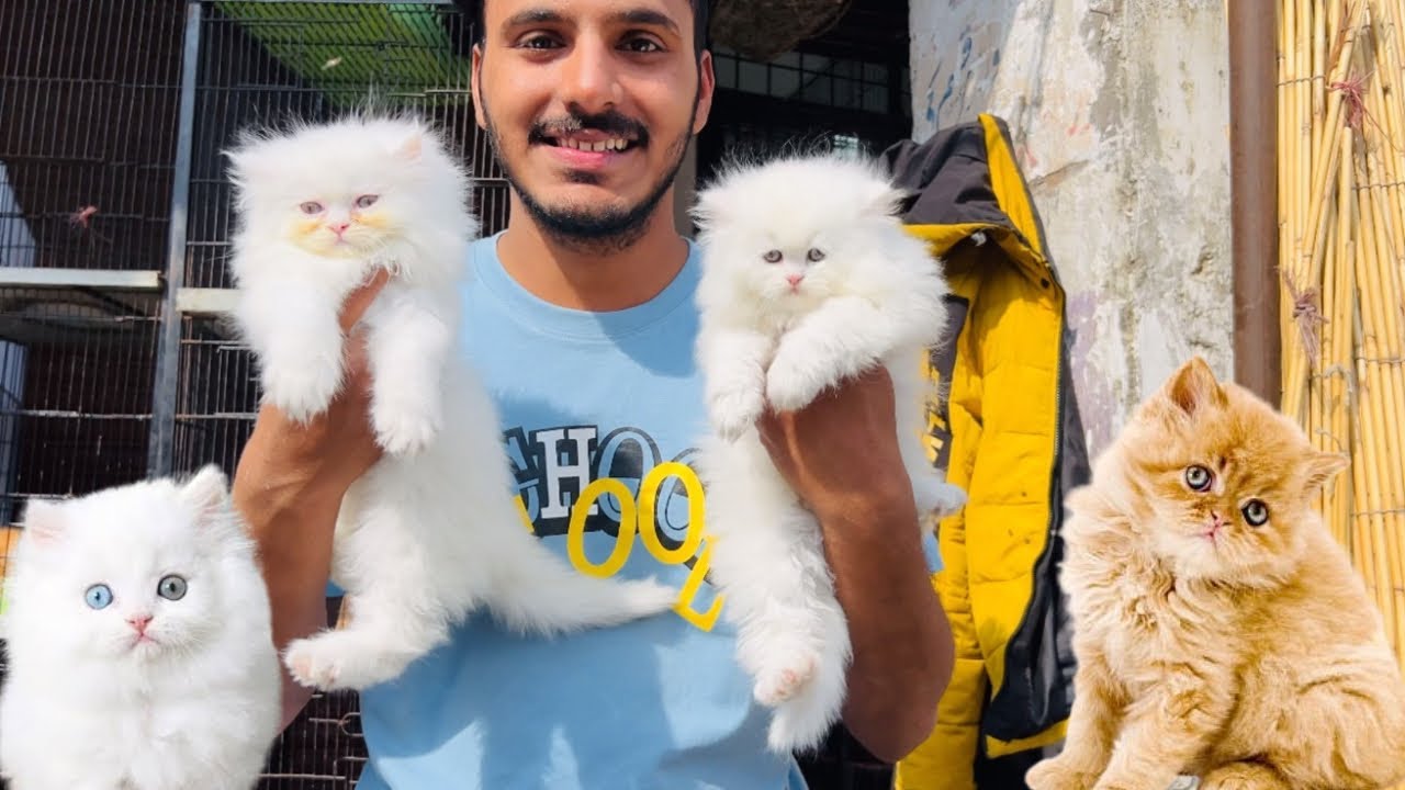 Persian cat price in Lahore - Triple Coat Punch Face Cats - Tollintion Market Lahore - CatMarket ||