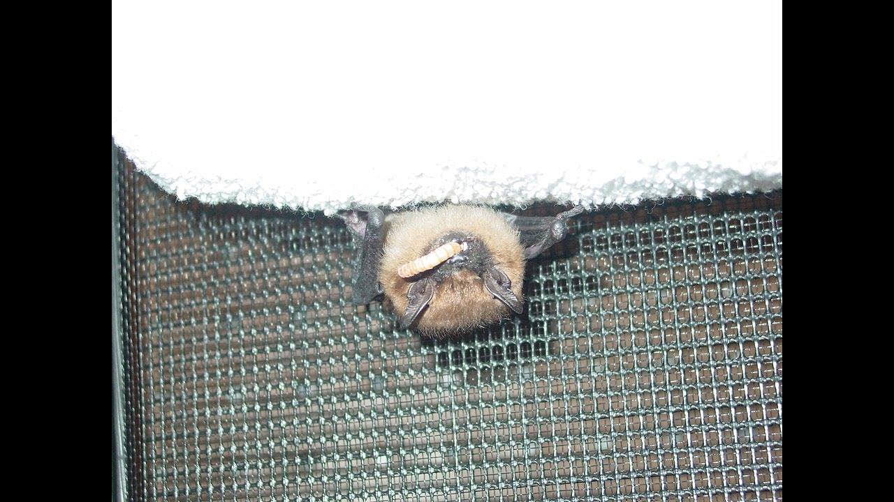Vermont's Bats