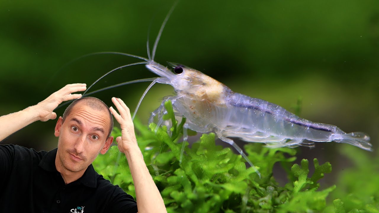 Nacimiento crias GAMBAS paso a paso, apareamiento y maduracion