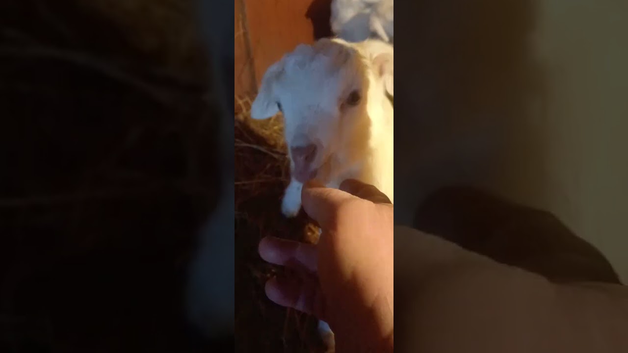 У нас пополнение....😊