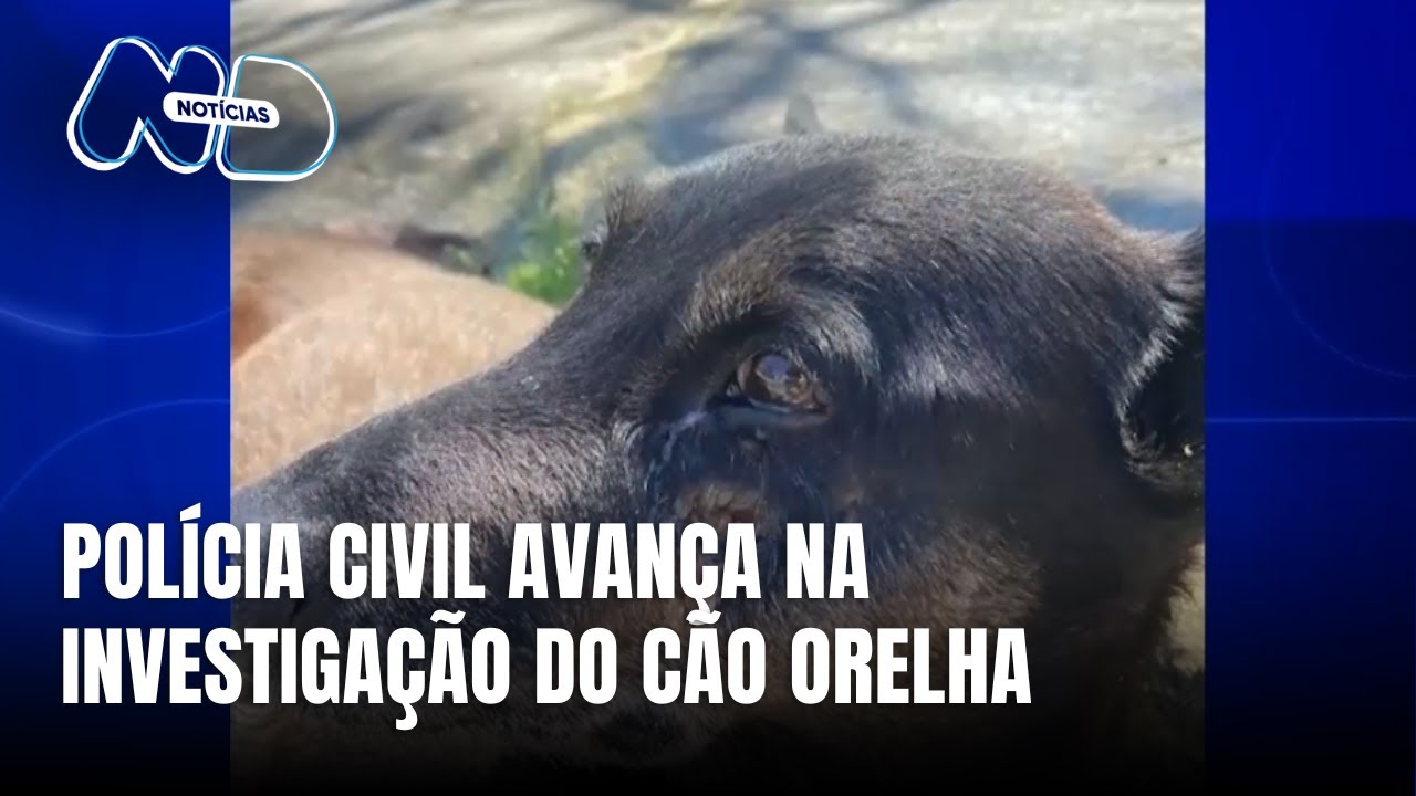 Novidades sobre o caso do cão Orelha em Florianópolis