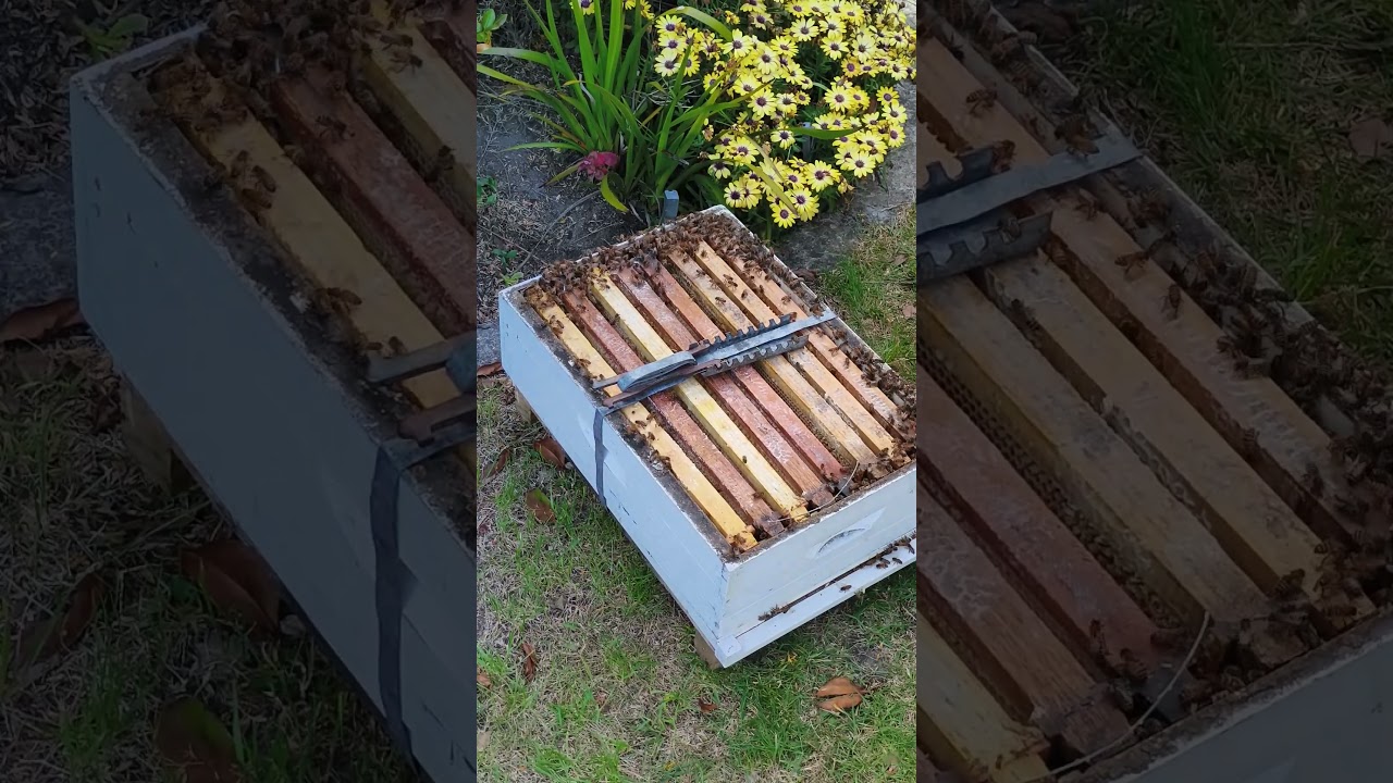 Best Beehive Exterior Paint? Gloss, Linseed, or Bangkirai Oil?