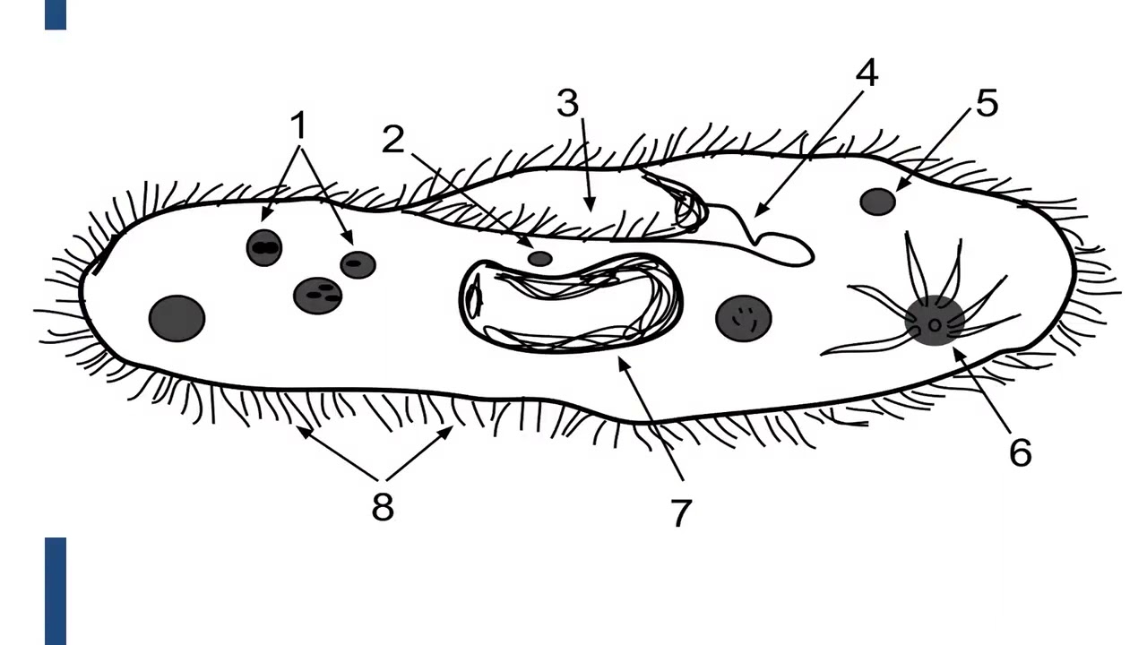 Faunistique CHAPITRE 1: PROTOZOAIRES