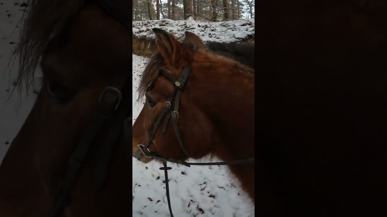 Веселье на снегу (часть 2) #лошадь #конныйпутешествие #конныйспорт