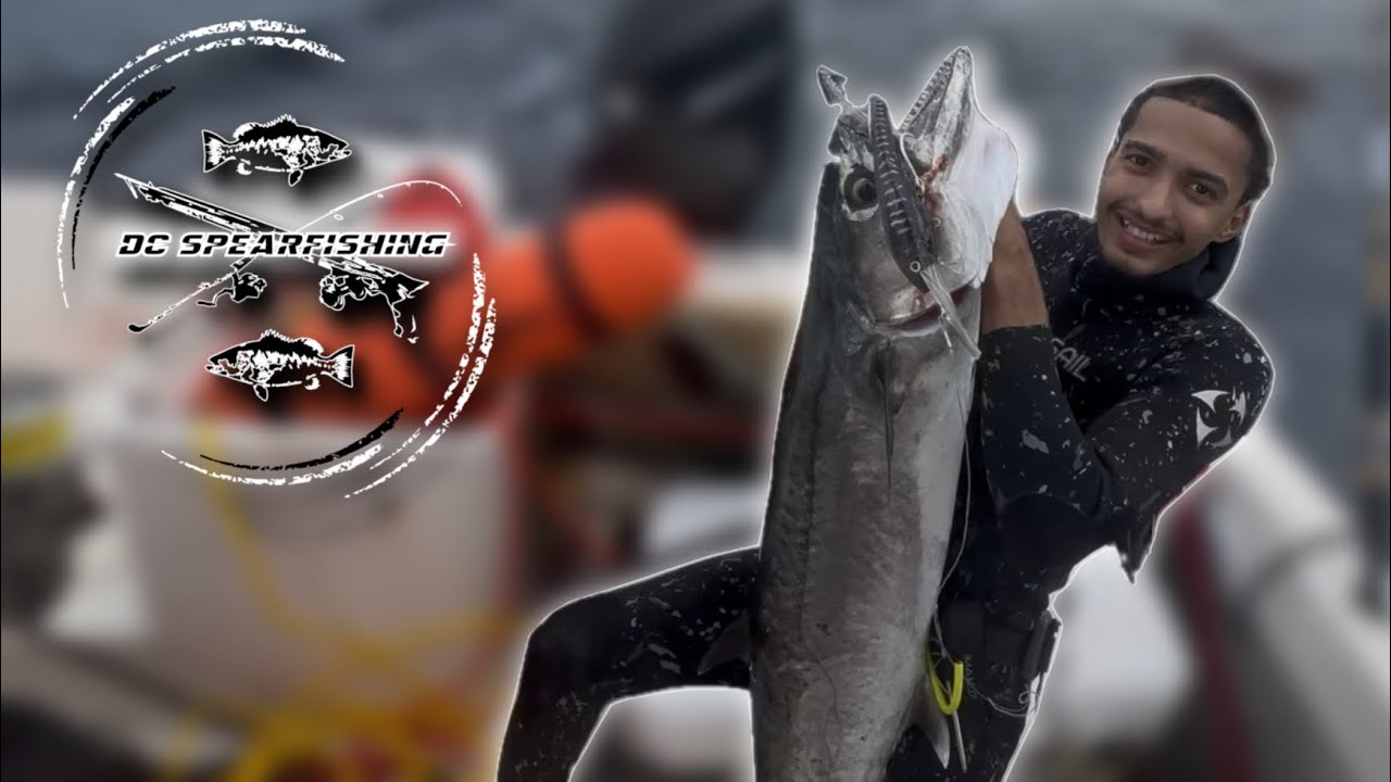 |En la búsqueda del pelágico, part 2.| Pesca de arpón en Puerto Rico🤿🇵🇷 @DC_Spearfishing 