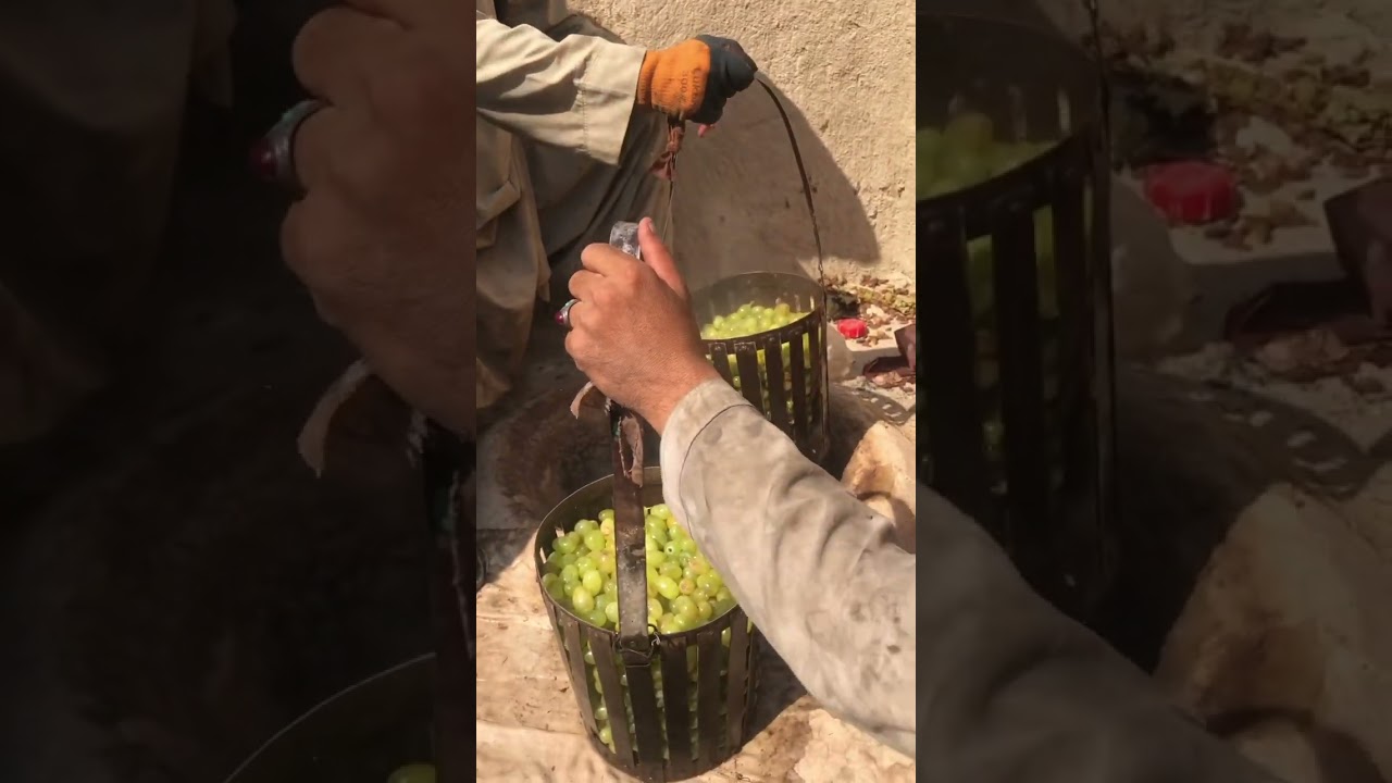 From grapevine to raisins processing method in Afghanistan | first video  #raisins  #grapevine