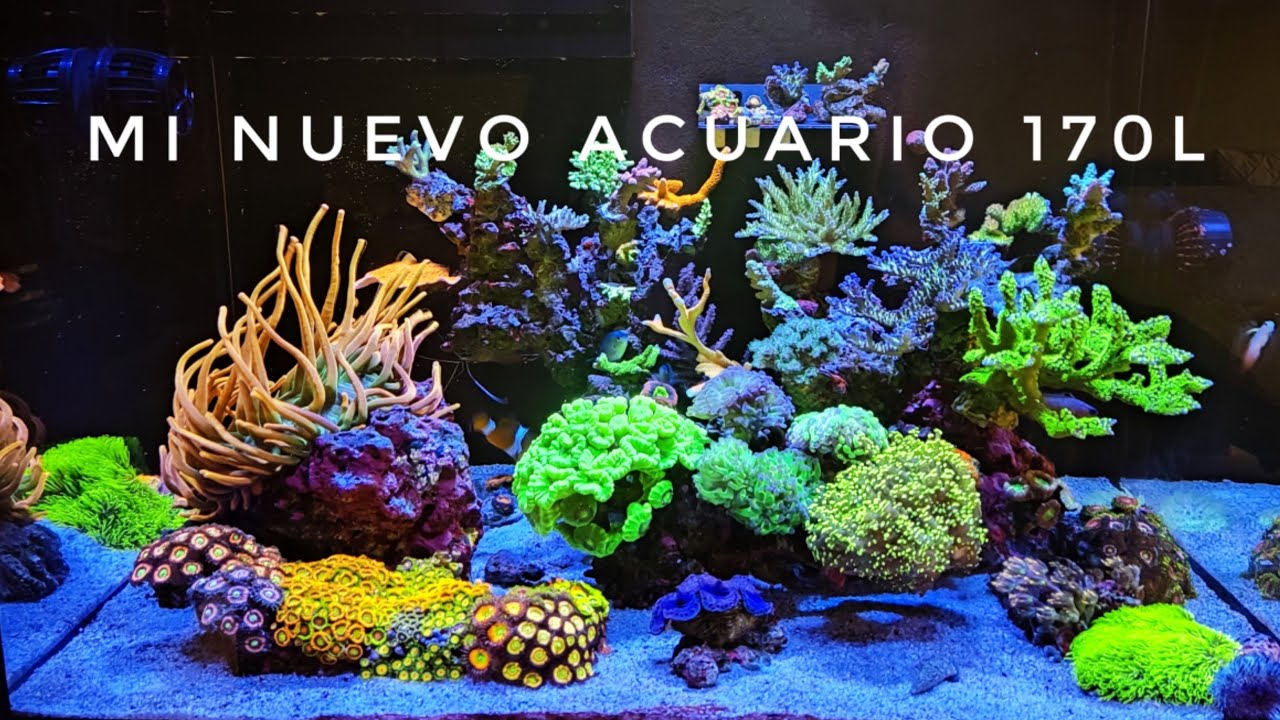 Mi super acuario marino de 170 litros