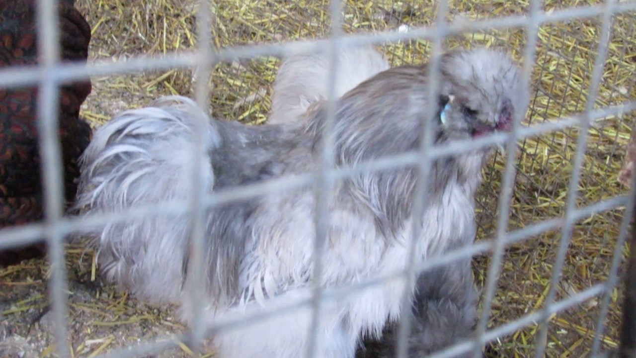 Blue silkie pair