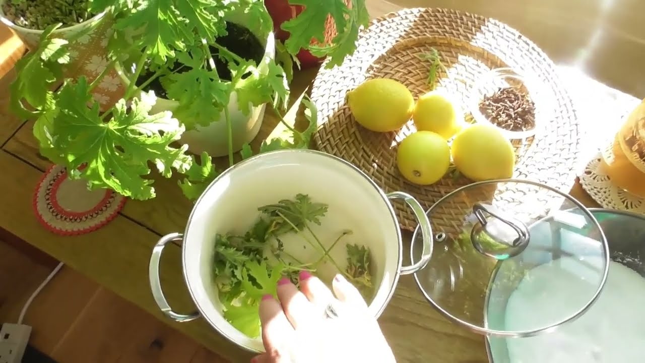 Syrop z Geranium - Anginowca - Prosty domowy przepis! Jak wykonać syrop z Geranium?