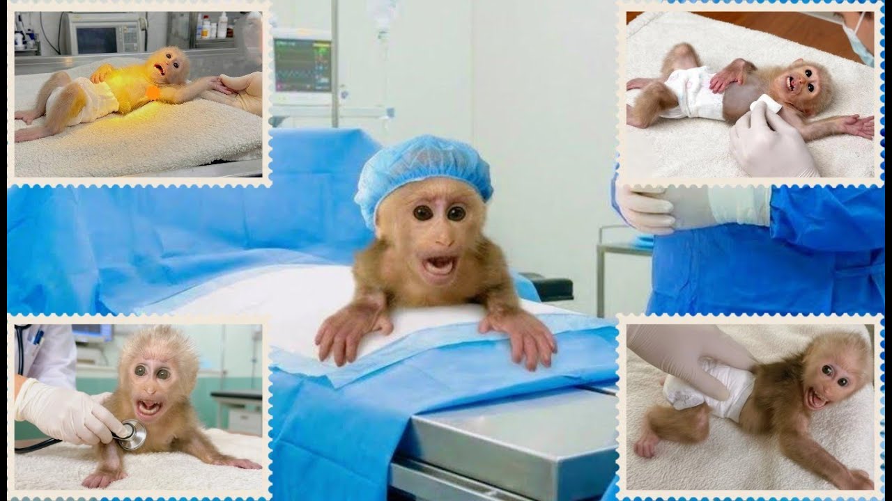 Baby Monkey Lulu’s Brave Journey — Let’s Look Back at Her Fight Against Illness.