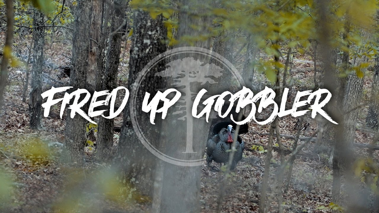 Turkey Hunting- Gobbler FIRED up in the woods!