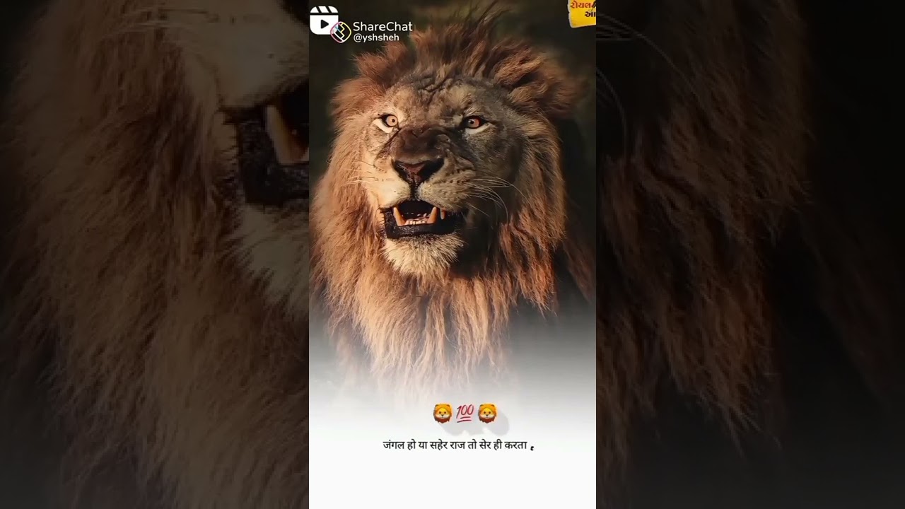Savaj🦁Gandi Gir no Savaj🦁Sasan Gir no Savaj🦁Gandi Gir Ho #nikulbhainumojilugir  #viralshort #shorts