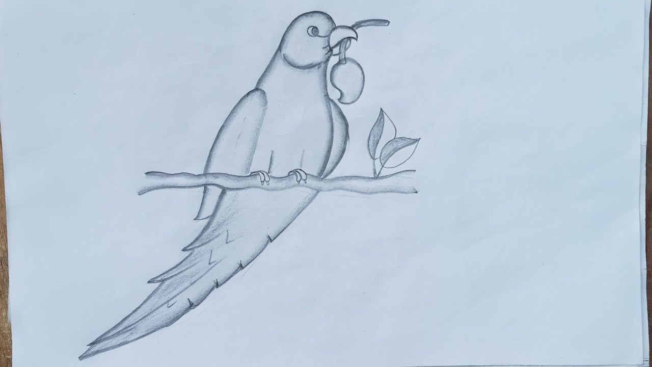 Parrot drawing/how to draw a peacock/easy bird drawing step by step banana sikhen beautiful parrot 🦜