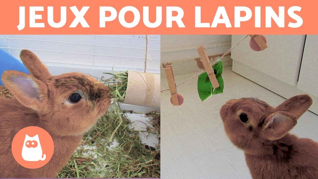 TUTO 3 JOUETS DIY pour LAPINS 🐰 Avec des mat&eacute;riaux recycl&eacute;s