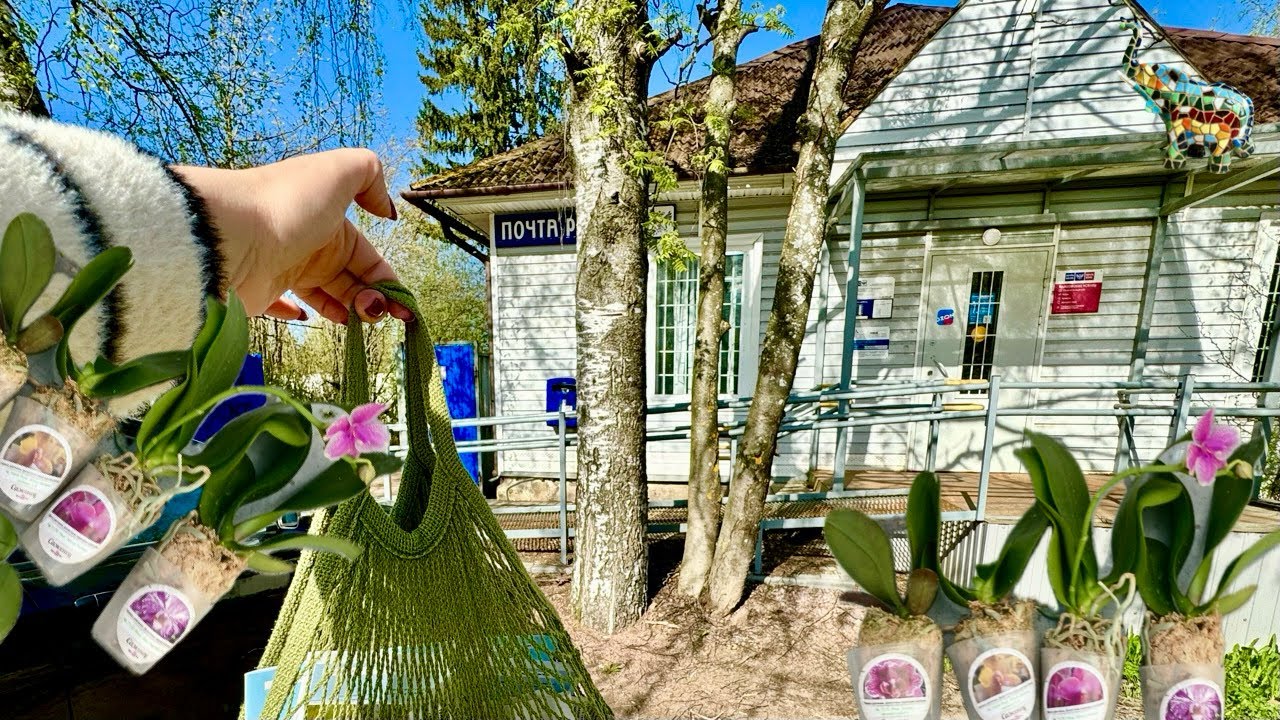 Распаковка орхидей от @orhorai 🧐🤗😉 #phal #orchid #распаковкапосылок