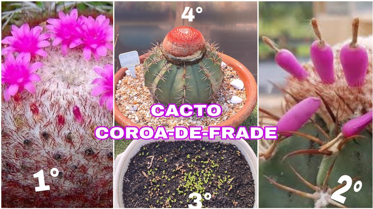 COMO FAZER MUDAS DO CACTO COROA DE FRADE, FORMA SIMPLE, PRATICA E COM RESULTADO DE 100%