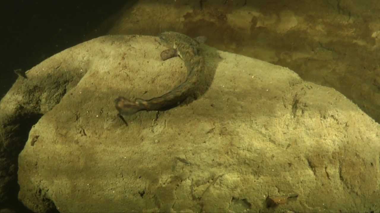 Baltieji Lakajai kanjonai.wmv