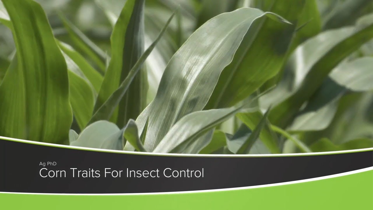 Corn Traits For Insect Control (From Ag PhD #1180 - Air Date 11-15-20)