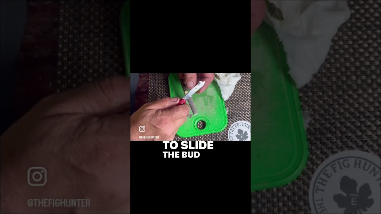How to Graft using the best Bud or Chip graft method #grafting  #shorts