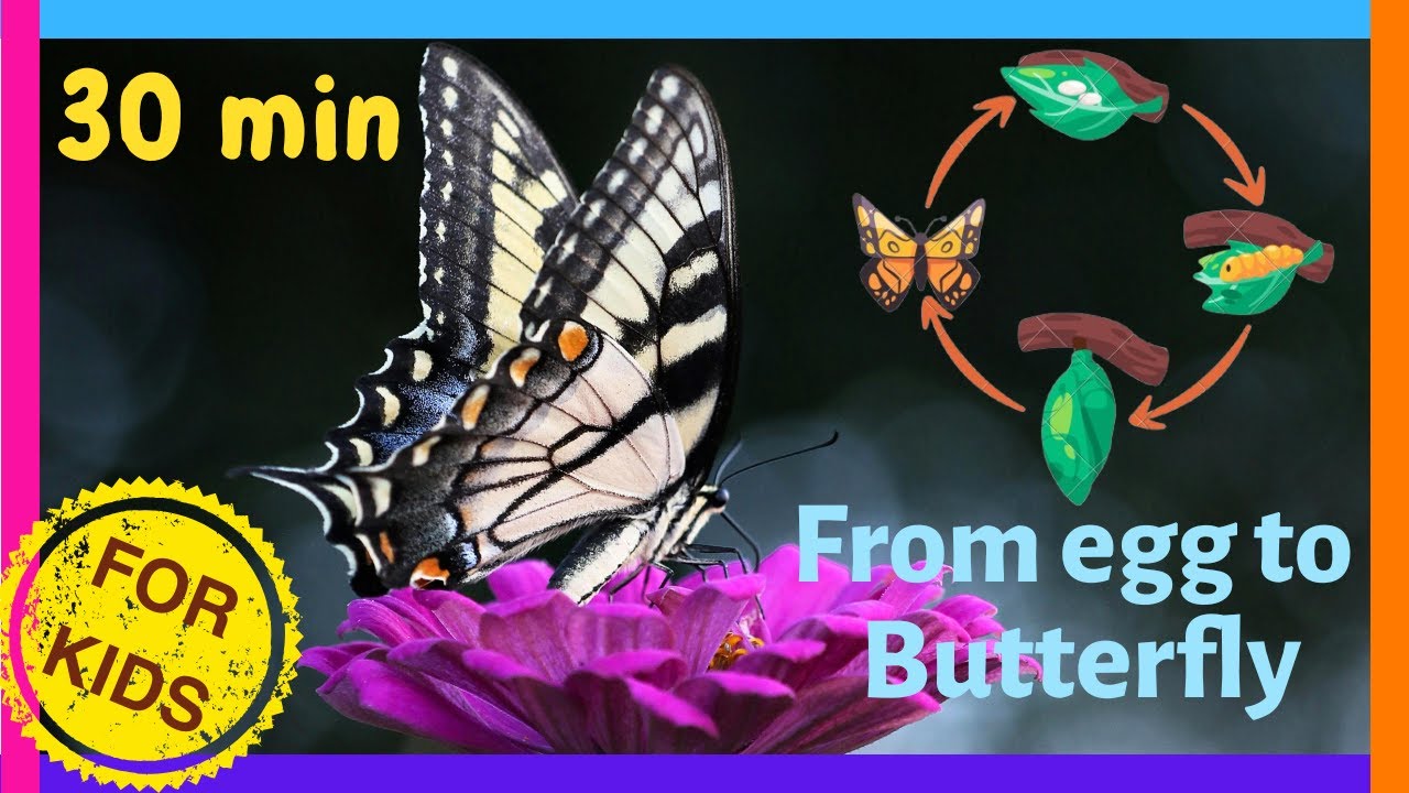 All About Butterflies For Kids🦋 Educational Videos for Toddlers