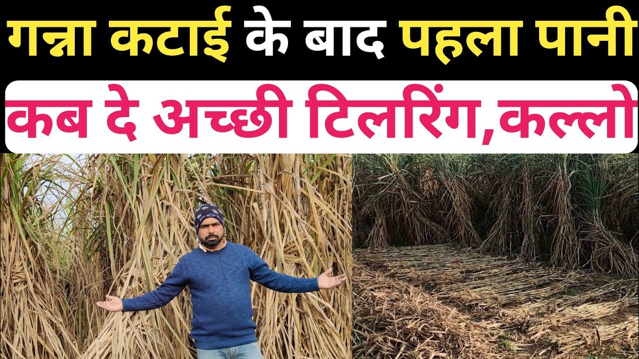 गन्ना कटाई के बाद पहला पानी और खाद कब दे/गन्ने में पहला पानी