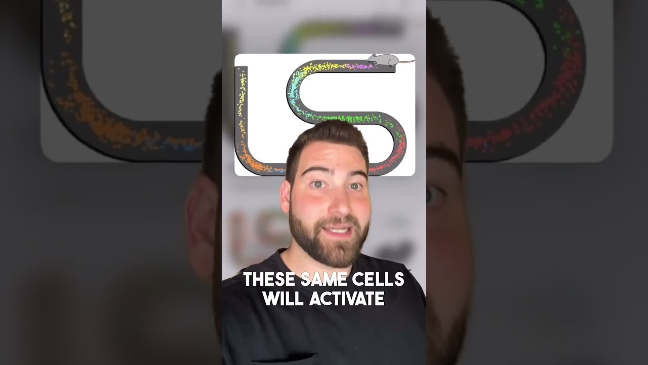 HIPPOCAMPAL REPLAY #neuroscience #brain #neurons #replay #hippocampus #placecells #memory #science