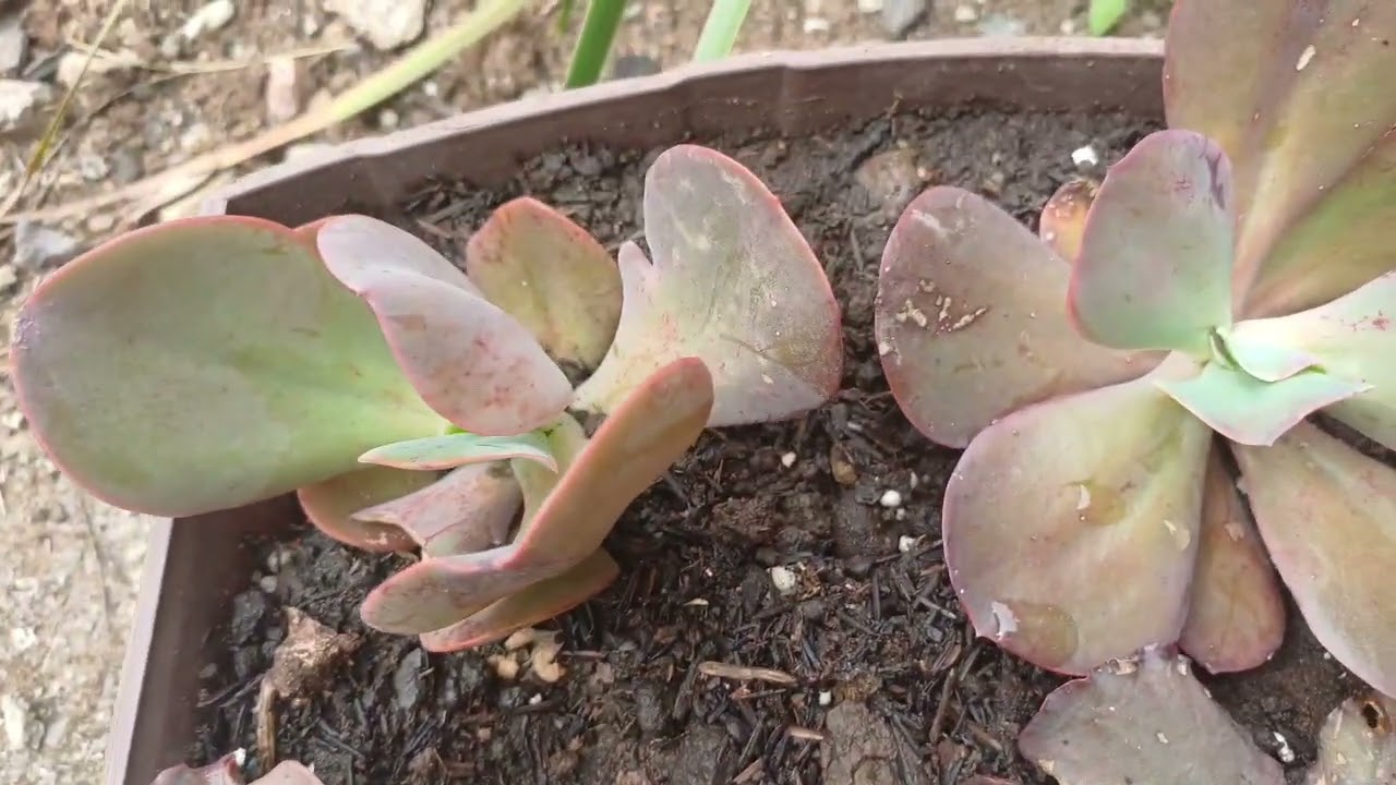 GANHEI TANTA PLANTA QUE LEVEI UM ANO PRA PLANTAR 😅
