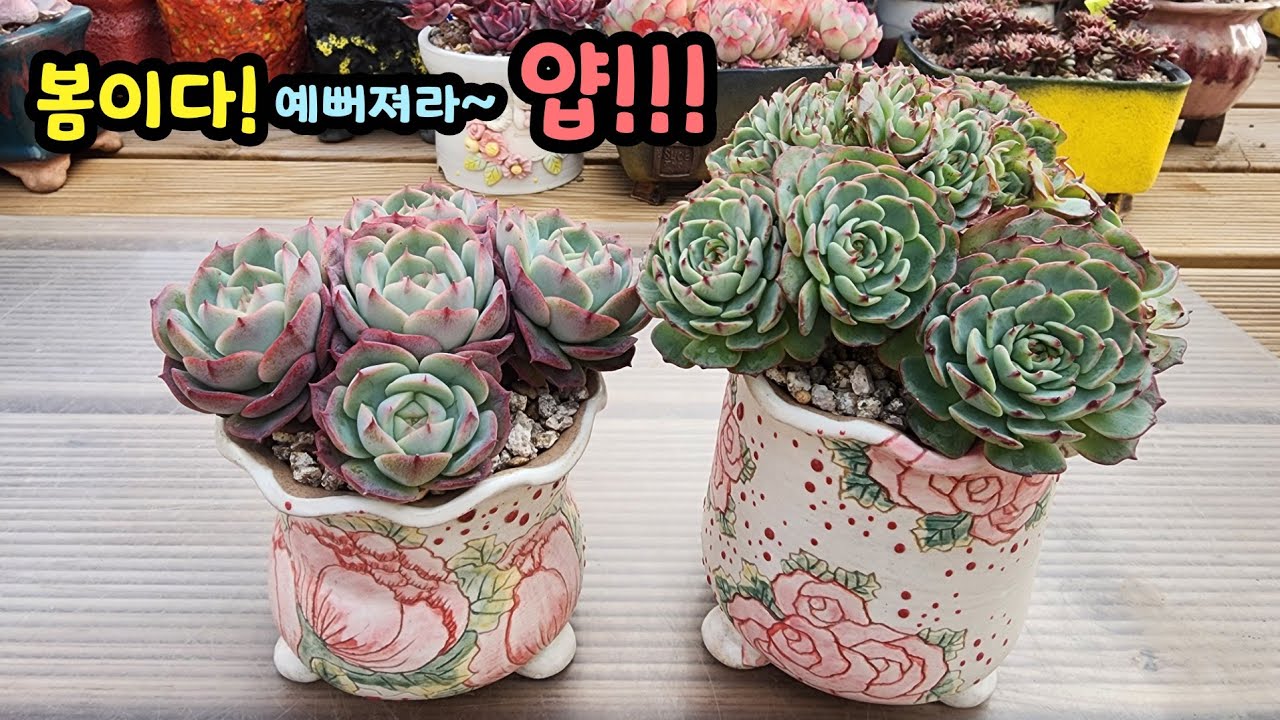 260314 도도는예쁘고~못난이가된엔시노!봄이쟈나~예뻐질꺼지?🤣