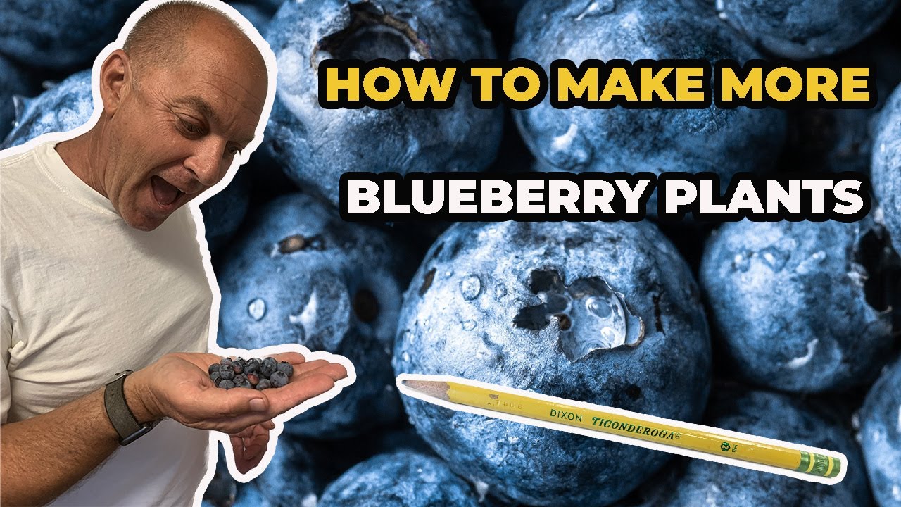 Blueberry plants root super fast with this method