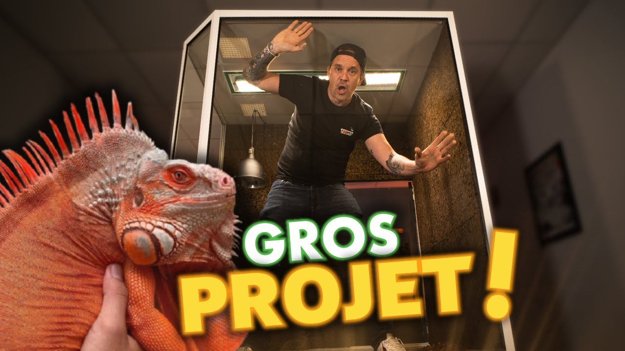 TU VEUX UN LÉZARD GÉANT CHEZ TOI !? ( regarde ça avant ) -TOOPET