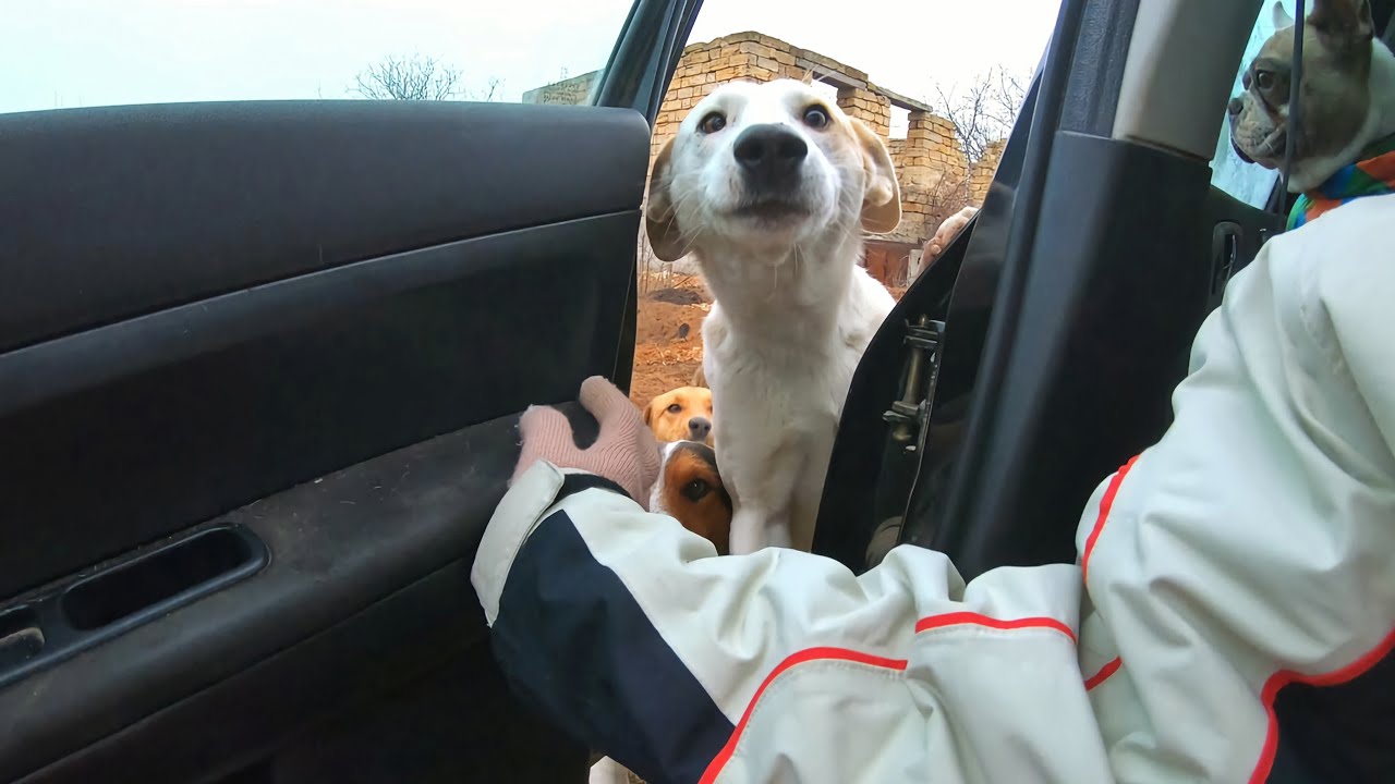 Stray Dog trying to get into my Car Searching for a Warm Place in this Cold Weather