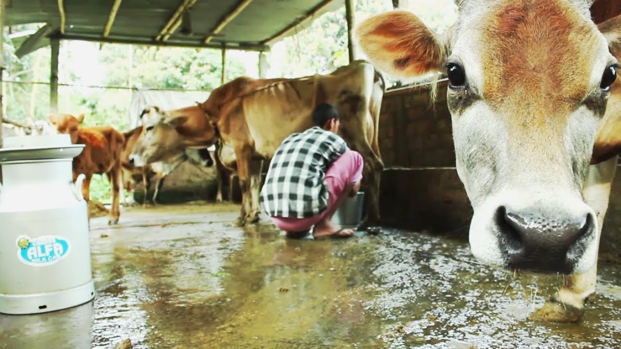 The Milk Route to Success