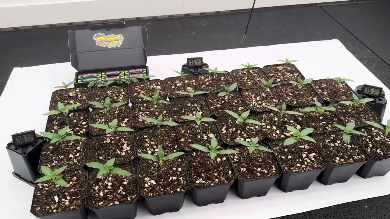 Season 2 Episode 1 Day 7 of veg