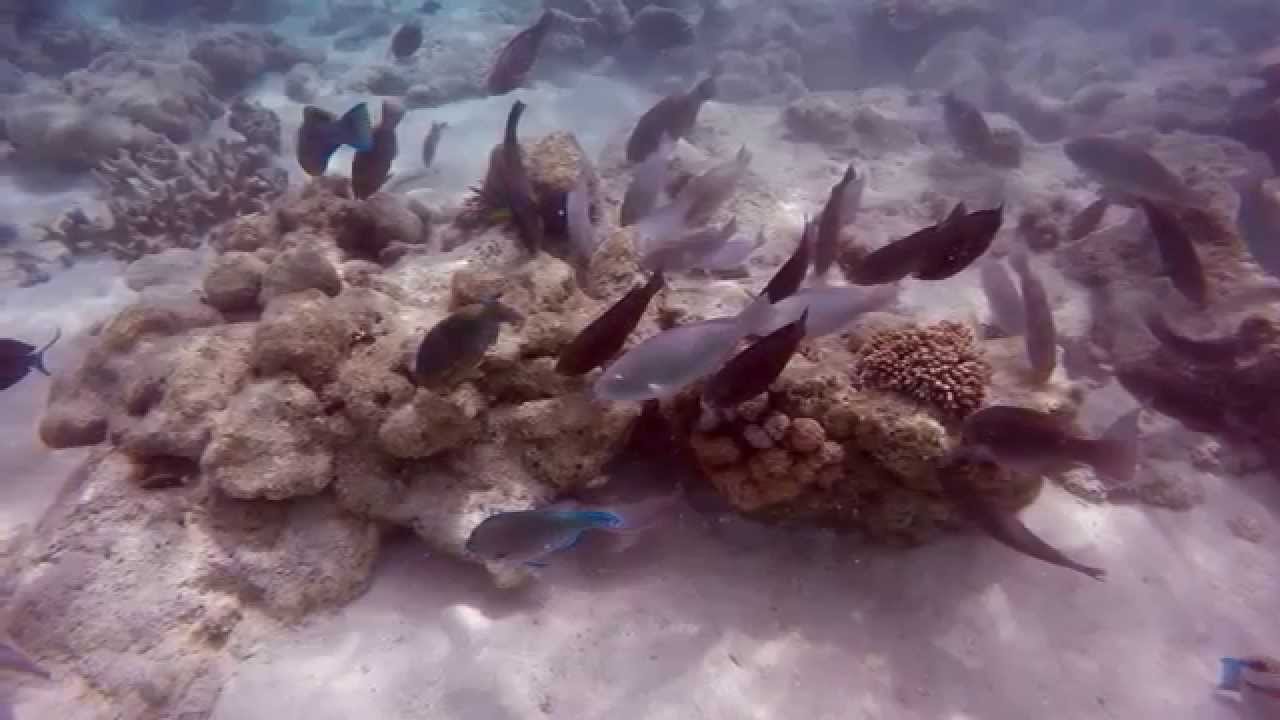 Ocean spirit tour, Michaelmas cay