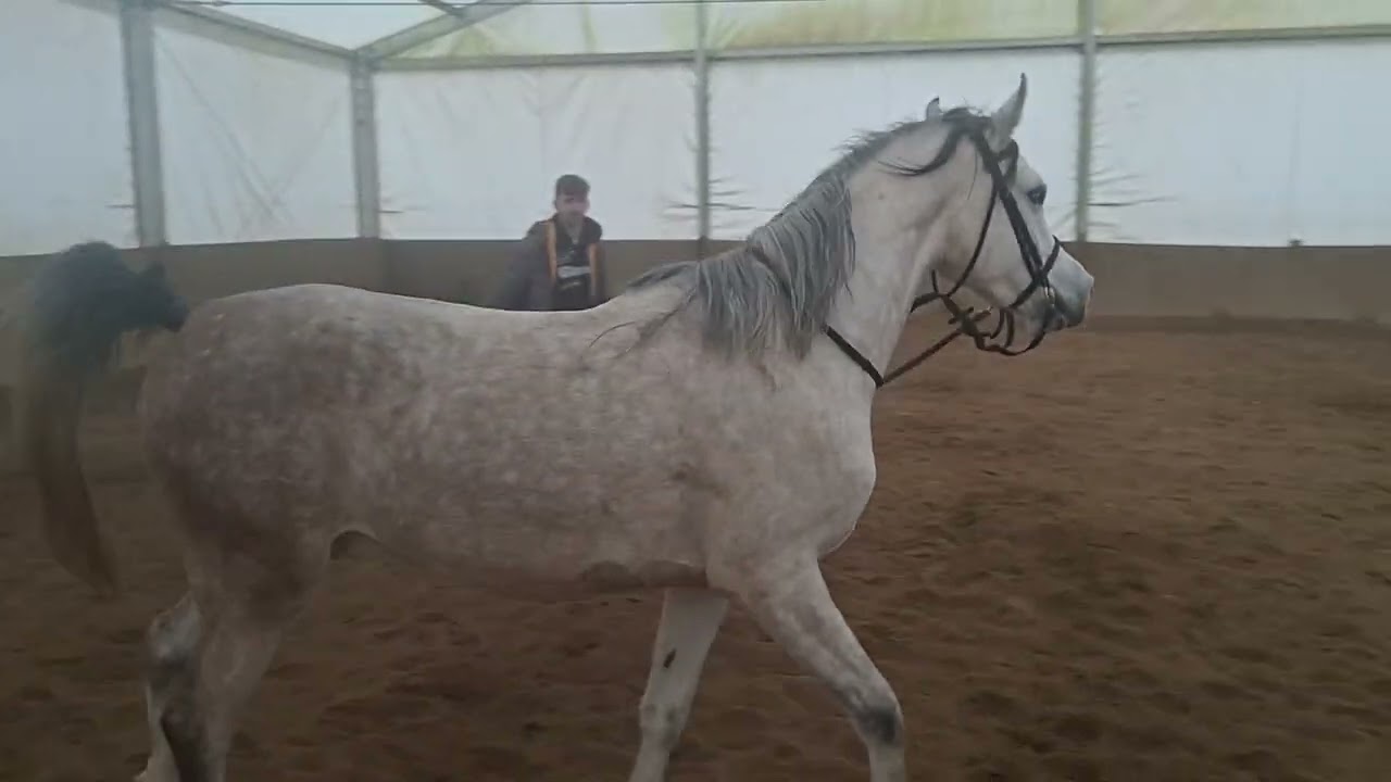 Arabian young horse#scoaladeechitatieponyexpress