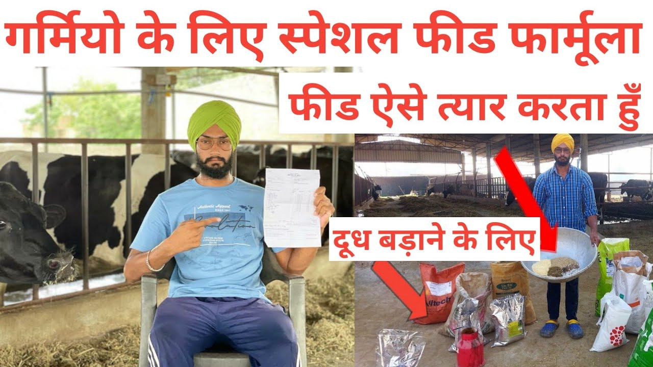 Special cow feed formula for summer । Best feed for cow । गर्मियो में पशुओ के लिए फीड फार्मूला ।