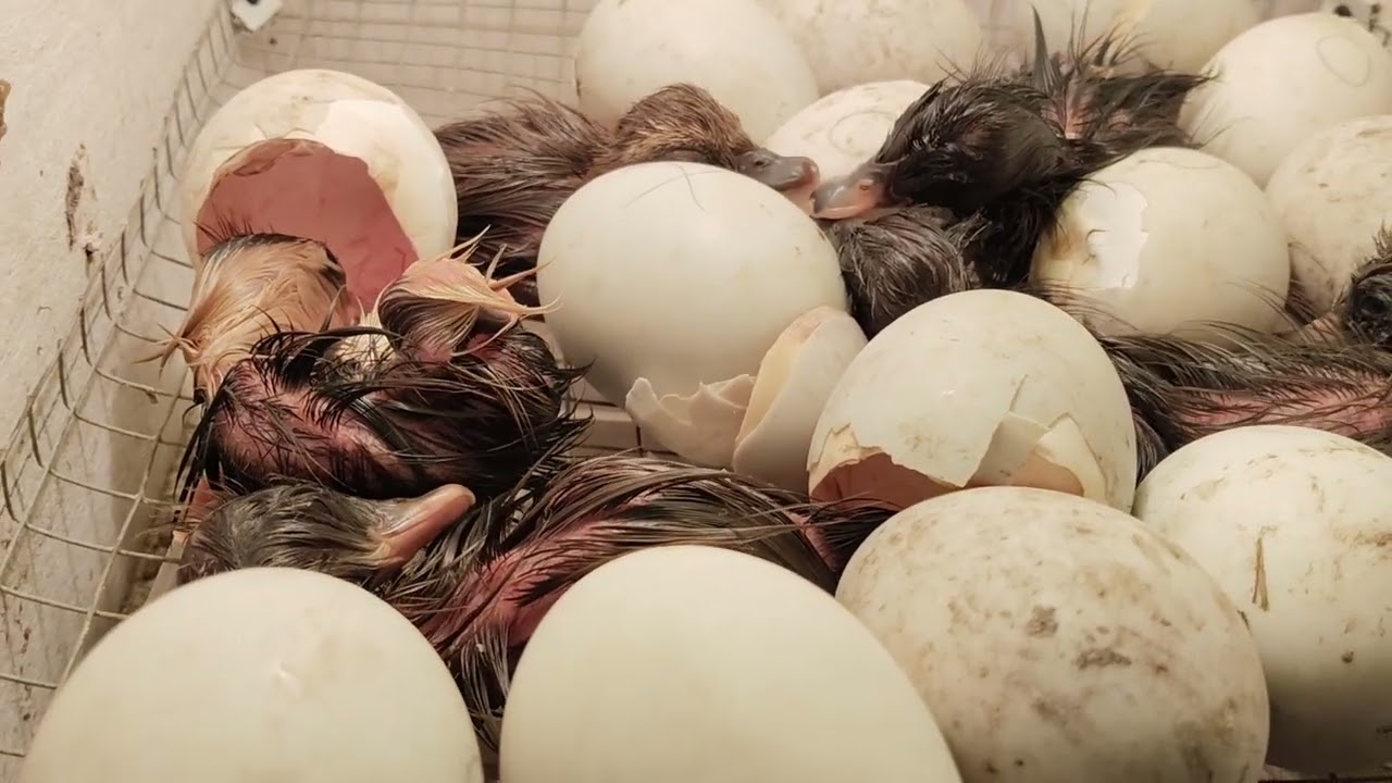 Hatching duckling