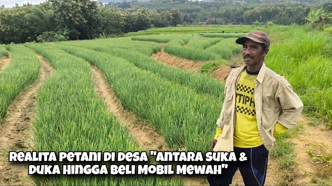 Modal 25 Juta Dalam 2 Bulan Jadi 67 Juta Bahkan Bisa Beli Mobil Mewah, Cerita Petani Di Blora