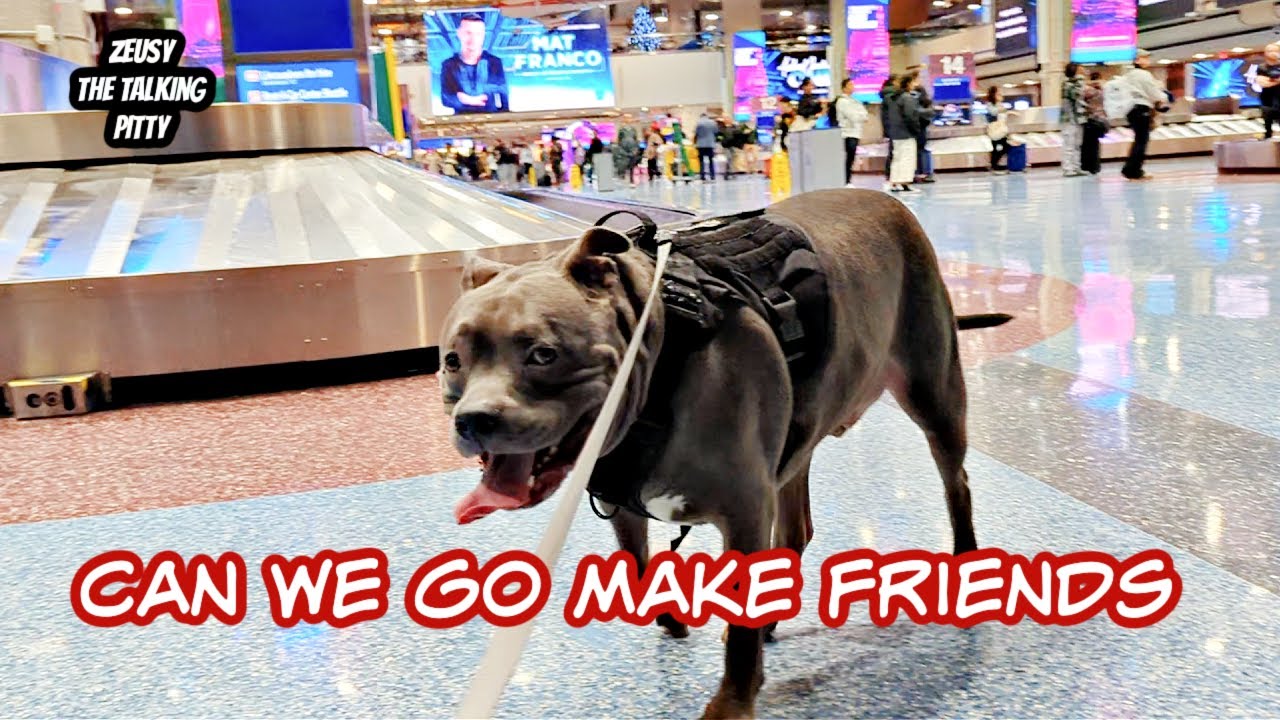 Taking My Pitbull Dog To The Airport! Watch How People Avoid Him!!