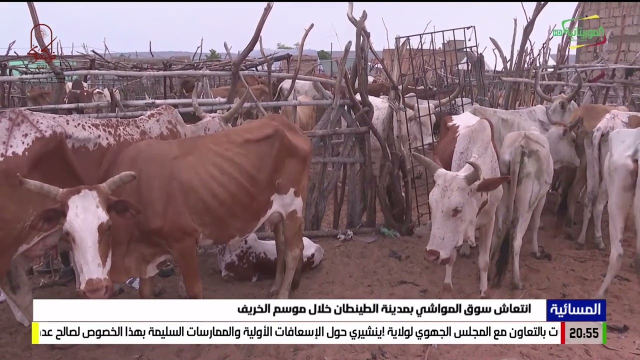 انتعاش سوق المواشي بمدينة الطينطان خلال موسم الخريف 22-08-2023