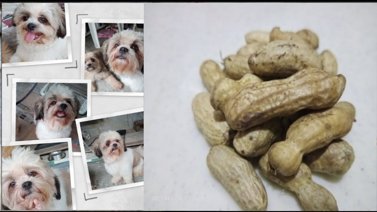 PWEDE BA SA ASO ANG PEANUT O MANI/NILAGANG MANI/SANDY & PRINCE/MACARYA TV