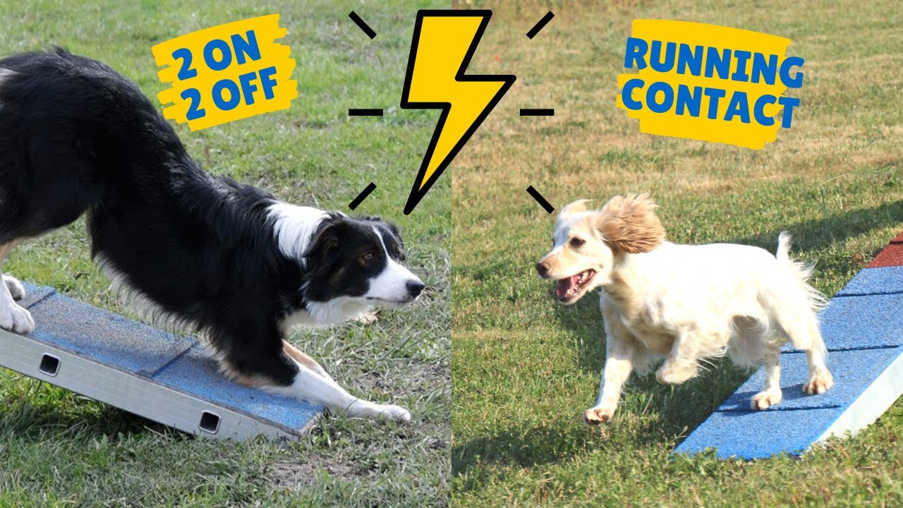RUNNING CONTACT ou 2ON 2OFF : quel type de zone choisir en agility ?