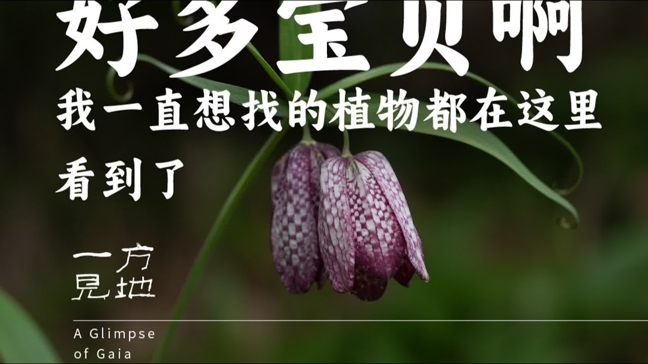 我一直想找的植物都在这里看到了