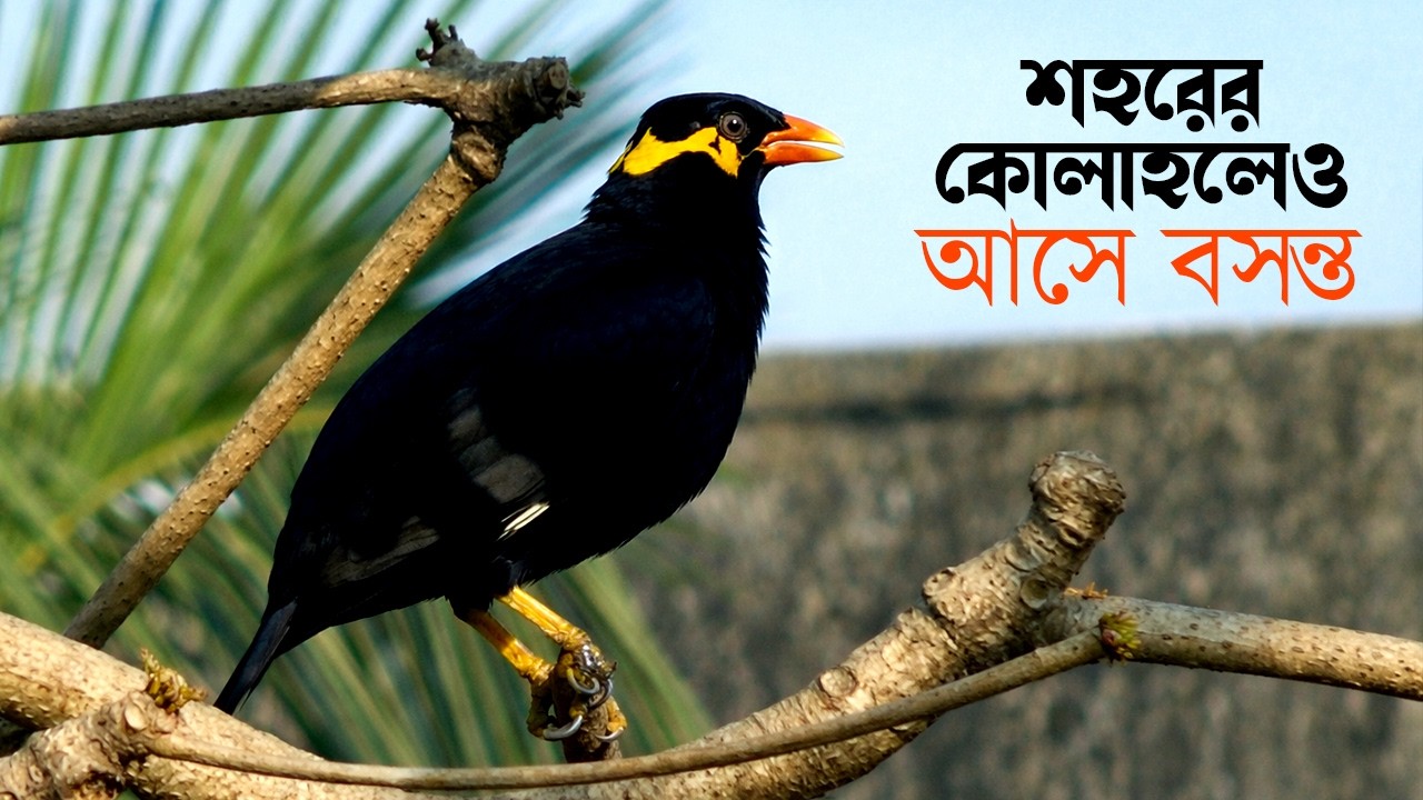 Spring Whispers: Moyna Birds, Stillness, and the Art of Bird Watching