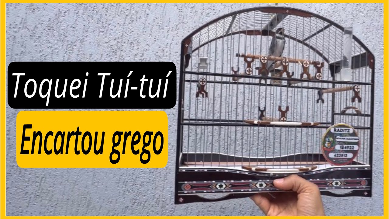 Toquei Encarte de Tui-Tui e Pegou Foi o Grego 😱🐦 | Por Que Isso Aconteceu? Coleiro Papa-capim 