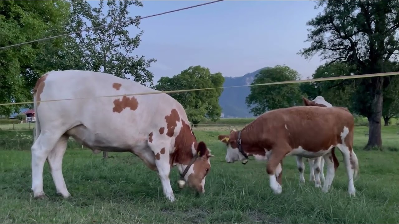 Kuh - junge wilde Stiere auf der Weide | German Cows running on field | Part 1
