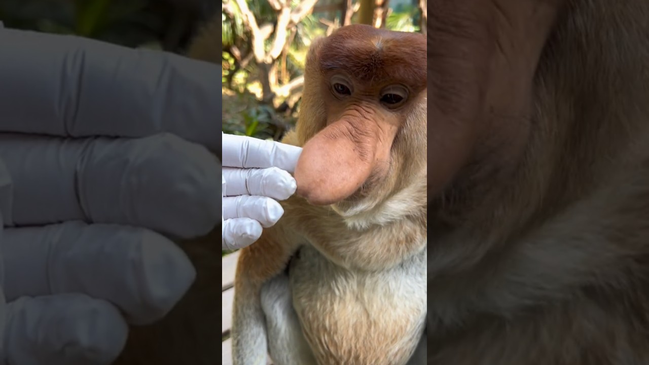 Proboscis Monkey Amazing  video.#top #fyp  #fruit #foryou #yummy #fresh #shorts #ytshorts